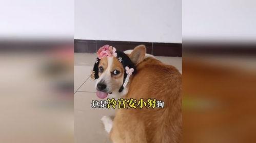 关于狗狗的视频,温馨视频集锦回顾