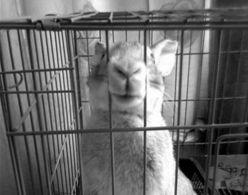 虐兔女黄文婷丝袜视频,揭开网络暴力背后的黑暗面