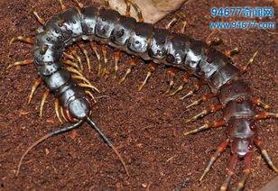 世界上最大的蜈蚣视频,揭秘世界上最大蜈蚣的神秘面纱