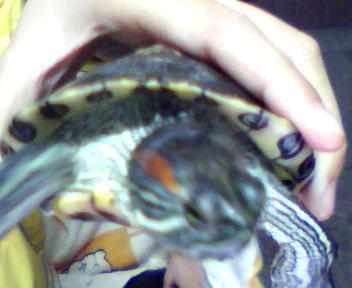 巴西龟多大能下蛋视频,从孵化到产蛋全记录