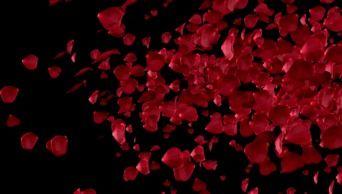 花瓣视频,捕捉生活瞬间，记录美好时光