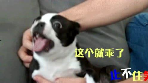 狗视频搞笑视频,萌宠界的欢乐时光