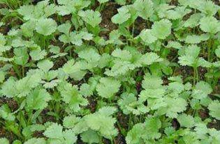 怎样种香菜视频,香菜种植全攻略，轻松掌握种植技巧